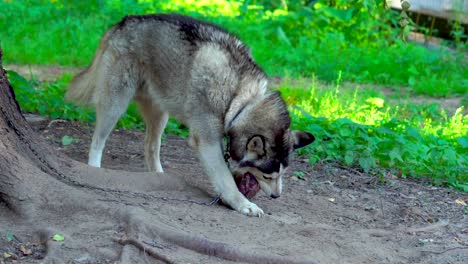 the husky breed dog eats a large piece of fresh meat. the dog eat meat with pleasure swallowing large chunks.