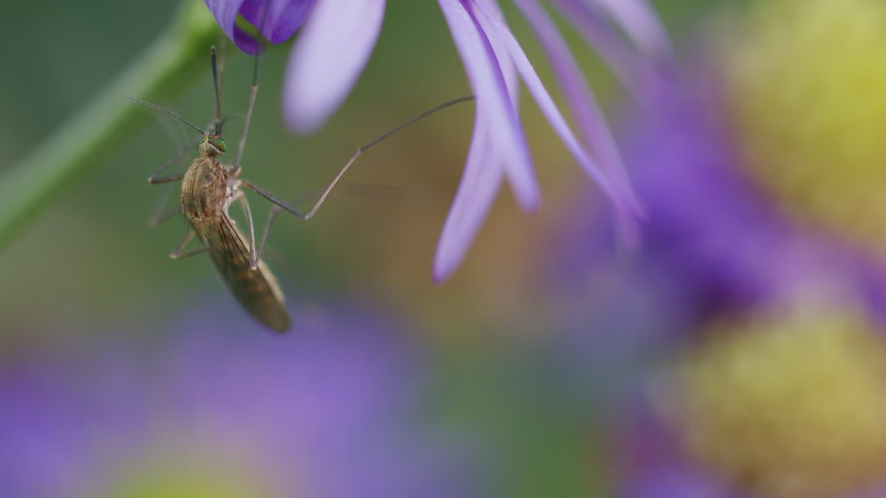 primer plano de un mosquito colgado de un pétalo de aster púrpura, fondo borroso de las flores de aster