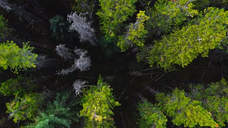 forest tree tops pulling out