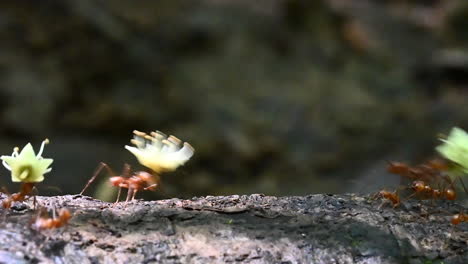 leafcutter ants carrying pieces of leaves and flowers over a treestump in the rainforest