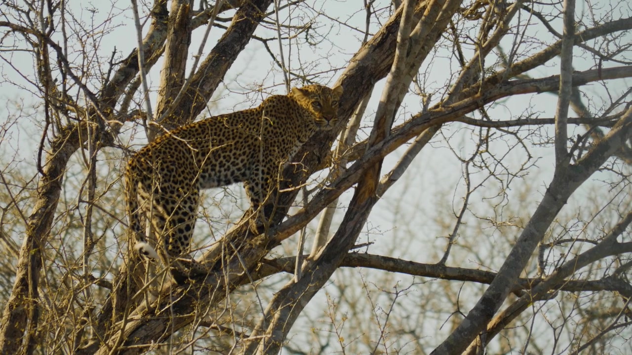 Bir ağacın üzerinde duran yetişkin bir Afrika leoparı. Yakın çekim.