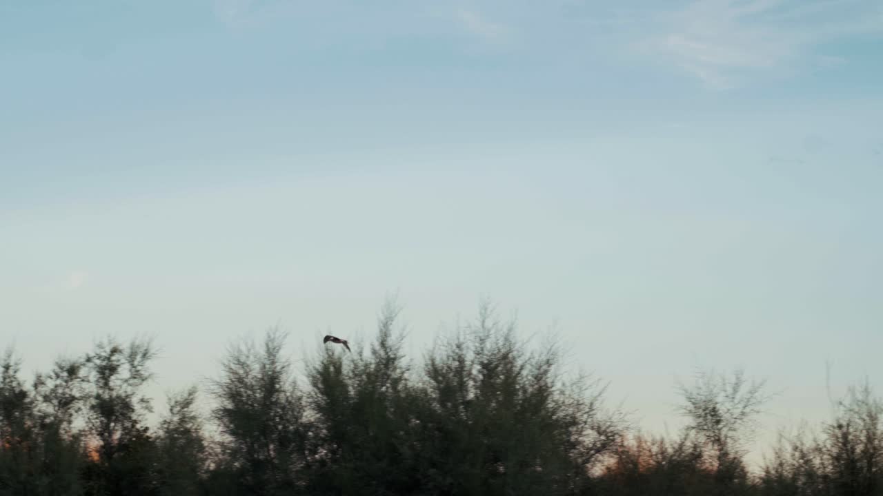 저녁에 새가 날다