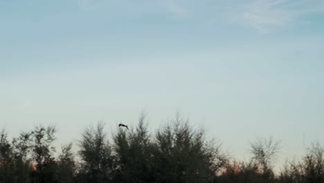 un pájaro está volando en la noche