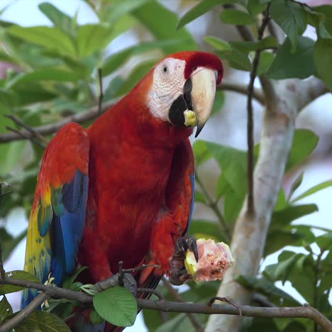 un loro guacamayo escarlata come guayaba en una rama en la selva de costa rica