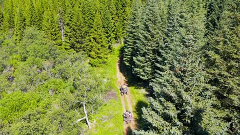 People-driving-all-terrain-vehicles-through-green-forest-in-Iceland,-aerial