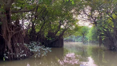 pov riding waters in the ratargul swamp forest of bangladesh