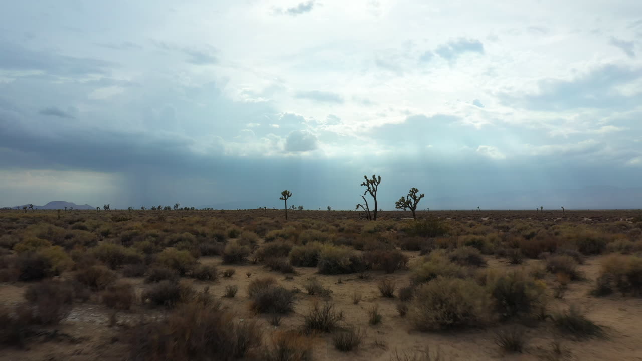 Low altitude flight between Joshua trees in the Mojave Desert basin