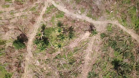 Top-view-land-clearing-at-oil-palm-plantation-at-Malaysia,-Southeast-Asia.