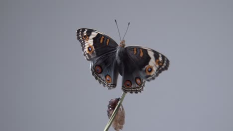 close up butterfly on a branch after emerging from the chrysalis or pupa