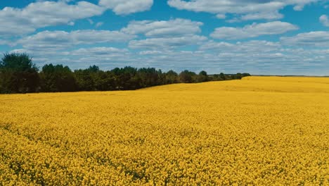 blooming raps field landscape. aerial view of yellow rapeseed fields
