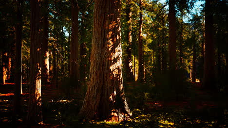 Riesige-Mammutbäume-Ragen-Im-Sequoia-Nationalpark-über-Den-Boden