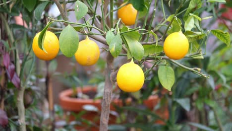 árbol de limón con limones maduros