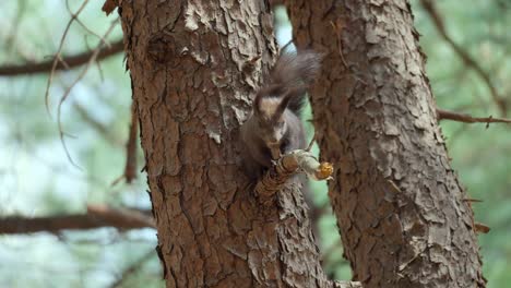 white-bellied eurasian squirrel on a rotten pine tree branch next to the trunk looking around