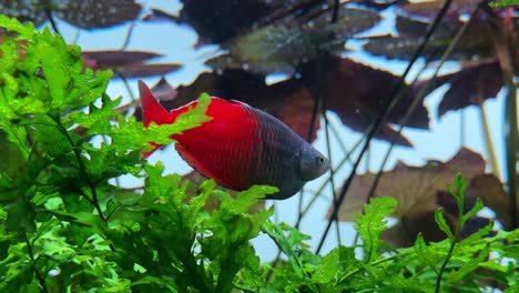 a vibrant red fish swims among lush green plants in a serene freshwater aquarium