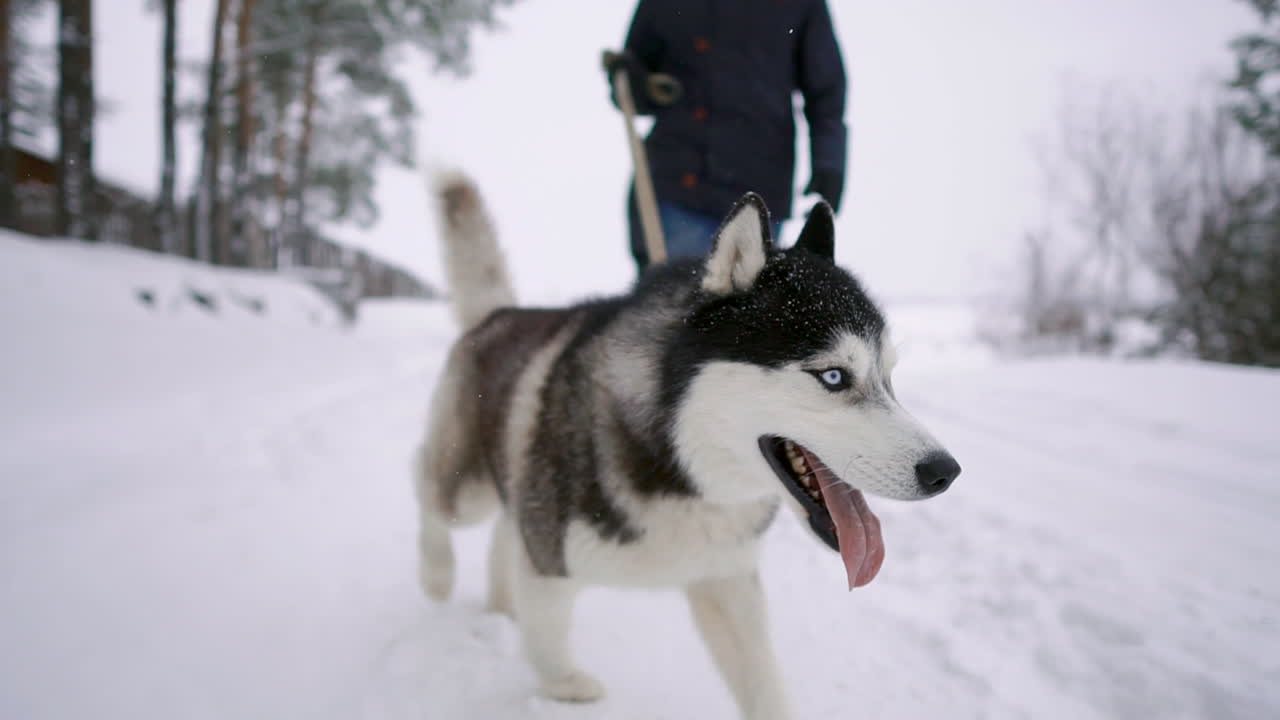 Close - up of the Siberian husky walks with his family in love couple through the winter forest in slow motion