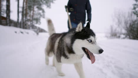 close - up of the siberian husky walks with his family in love couple through the winter forest in slow motion