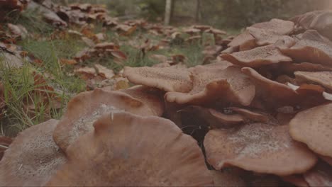 Close-dolly-in-of-trail-of-mist-dissipating-from-group-of-Honey-Fungus-Mushroom-in-forest-in-the-early-morning