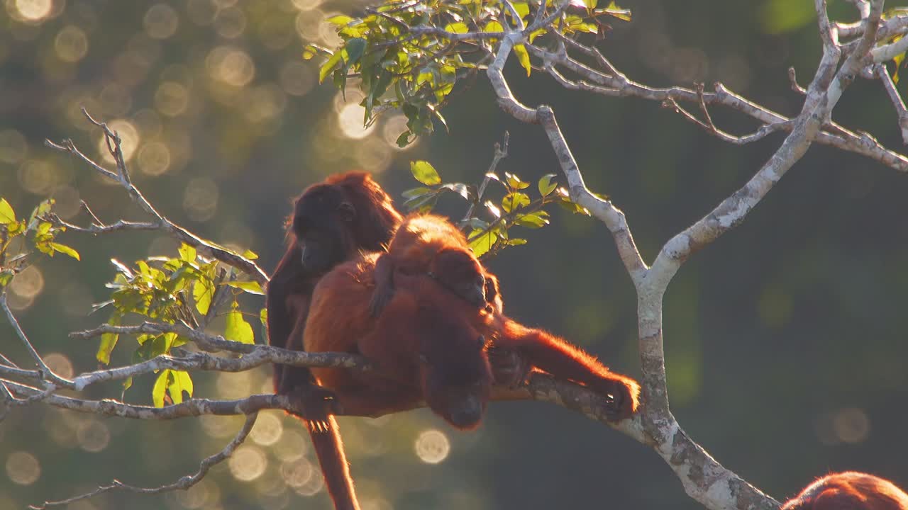 Mother Red Howler Monkey Resting with Two Offspring in Lush Forest Canopy During Golden Hour