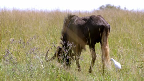 Static-shot-of-a-buffalo-eating-away-at-the-grass-with-a-white-egret-standing-beside-for-protection