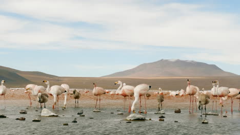 slow motion wide shot of wild flamingos with mountain in background in laguna colorado, eduardo avaroa national park, bolivia