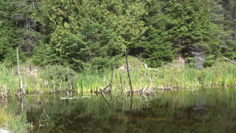 Breezy-daytime-calm-lake-fallen-trees-surrounded-by-tall-green-trees