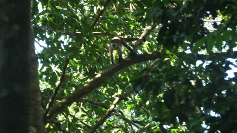 Wild capuchin in French Guiana amazonian forest