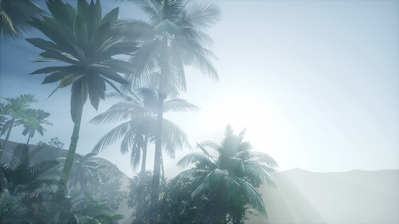 Sunset Beams through Palm Trees