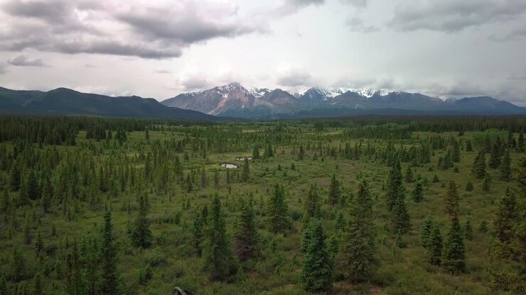 Spectacular calm summer scene above Yukon green forest and vegetation towards scenic view of Mount Carines mountain countryside range in Kluane national park, Canada, overhead aerial approach