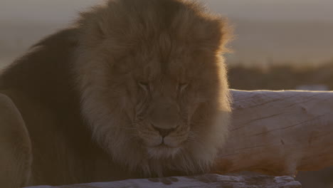 sleepy lion lying down in front of a picturesque sunrise