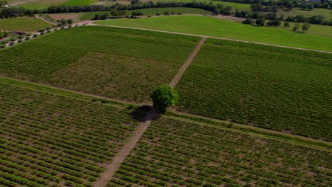 Toma-Alta-De-Establecimiento-De-Un-Gran-árbol-En-El-Centro-De-Un-Viñedo-En-Le-Cres.