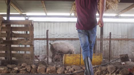 caucasian man working on farm, cleaning pigsty