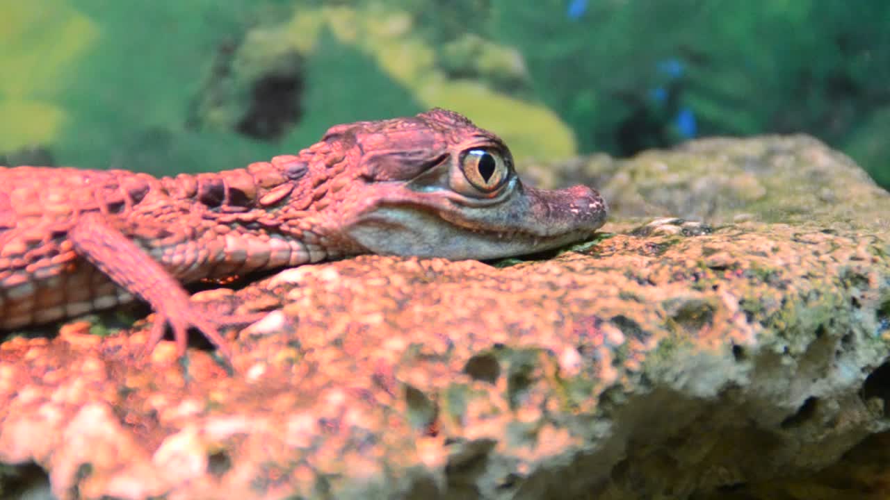 krokotiili