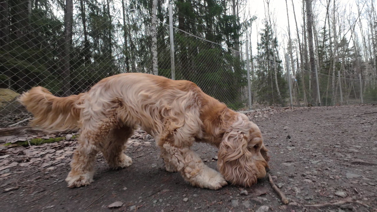 Footage of a cocker spaniel dog sniffing the ground