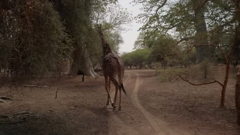 Una-Jirafa-Camina-Hacia-Un-árbol-Para-Alimentarse