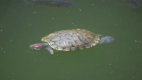 a small turtle floating on a pond. he eventually swims away
