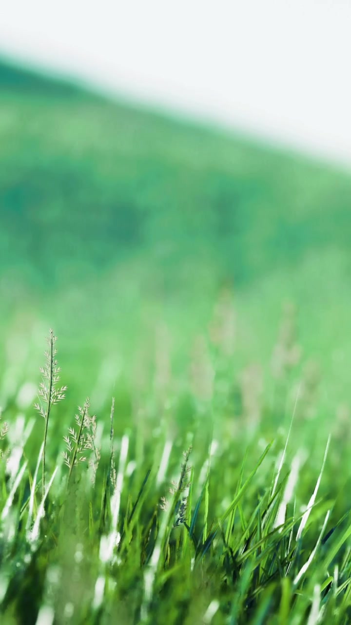 Erba verde in un campo durante una giornata luminosa nella natura