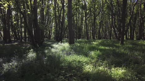 Dappled-ambient-moody-sunlight-through-peaceful-woodland-trees