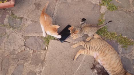 kittens play with phone above aerial view