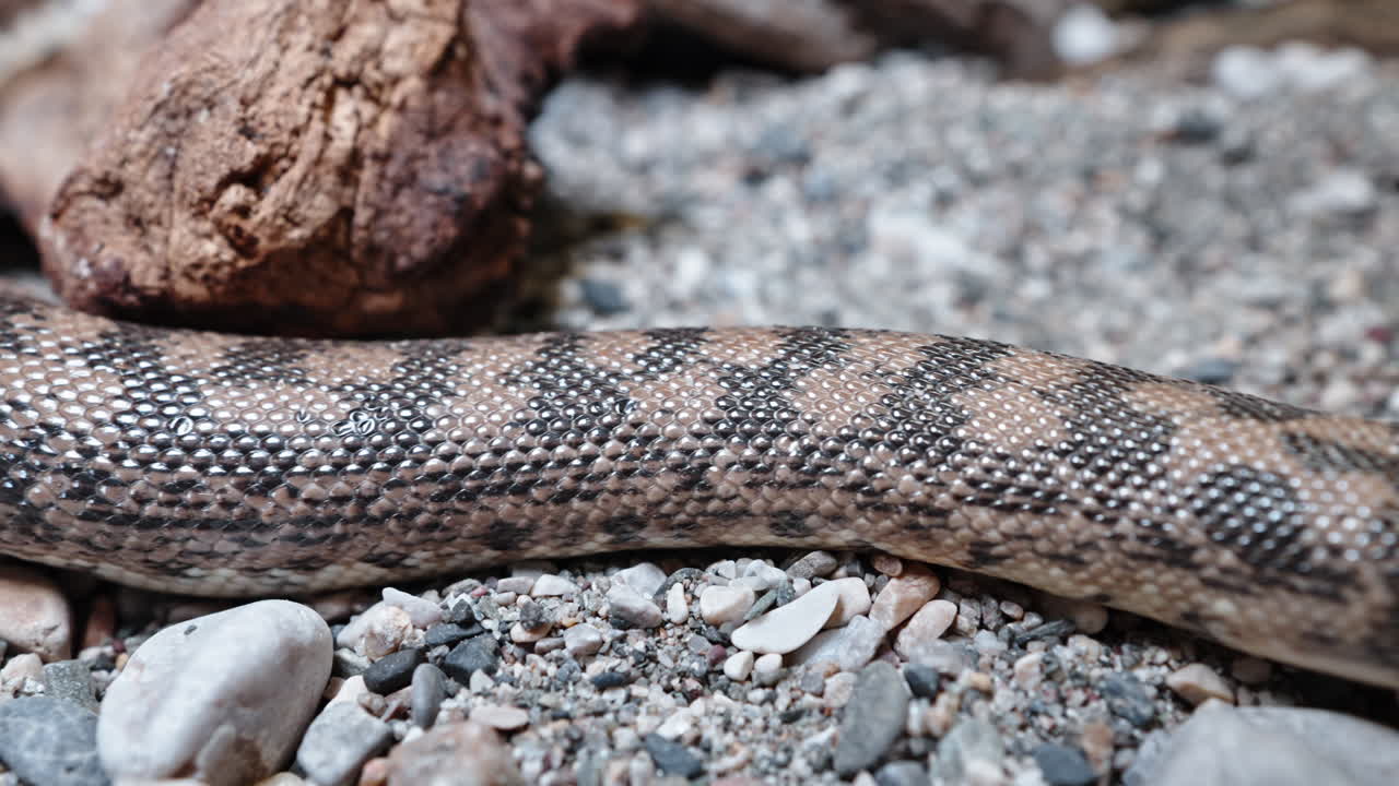 A sand boa camouflages on rocky ground blending with its environment in a close-up view