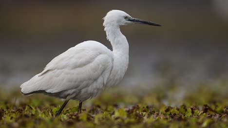 closeup of little egrets in wetland