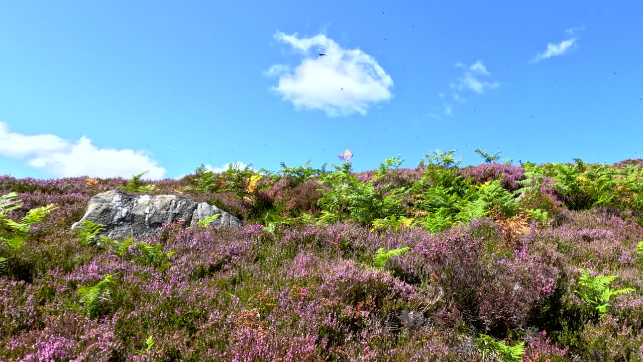 A dragonfly glides above heather and ferns in a sunlit Scottish highland, with steady camera movement and vibrant natural lighting