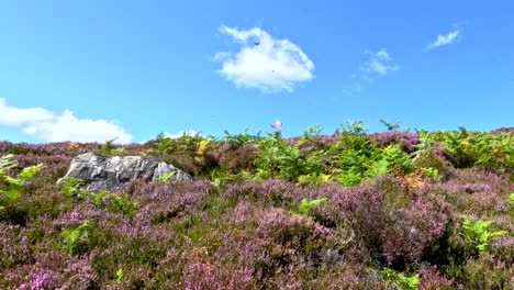 a dragonfly glides above heather and ferns in a sunlit scottish highland, with steady camera movement and vibrant natural lighting