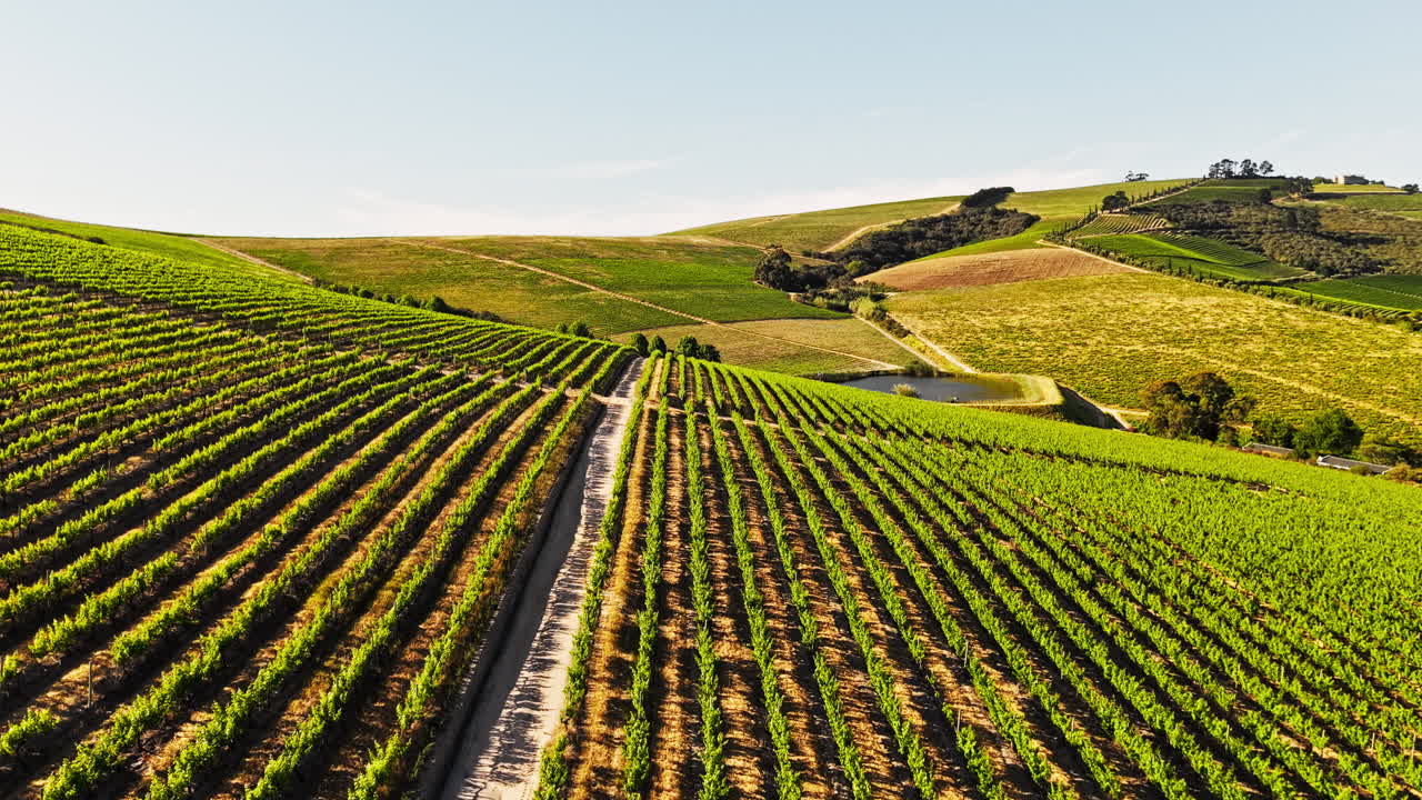 Vista aerea di rigogliosi filari di vigneti verdi su dolci colline