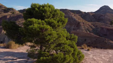 un árbol verde y exuberante que crece en el clima árido de monnegre en el este de españa - vista aérea en órbita que revela un barranco rocoso