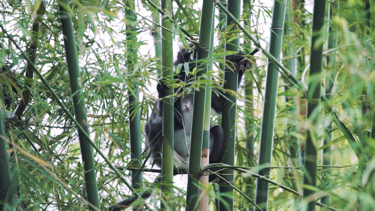 una familia de mono de hoja plateada o lutung plateado en una vida silvestre