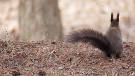 linda adorable ardilla gris euroasiática en el bosque del paisaje otoñal