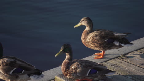 a group of ducks on a dock in the charles river near moody street bridge in waltham, ma