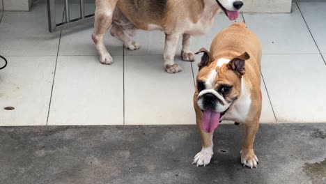 young english bulldog sticking its tongue out wanting to play, with old beagle walking around in their space, adorable home companions