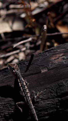 a lizard moves across a burnt wooden surface.