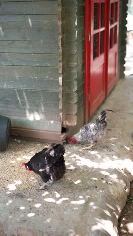 chickens feeding at a wooden coop